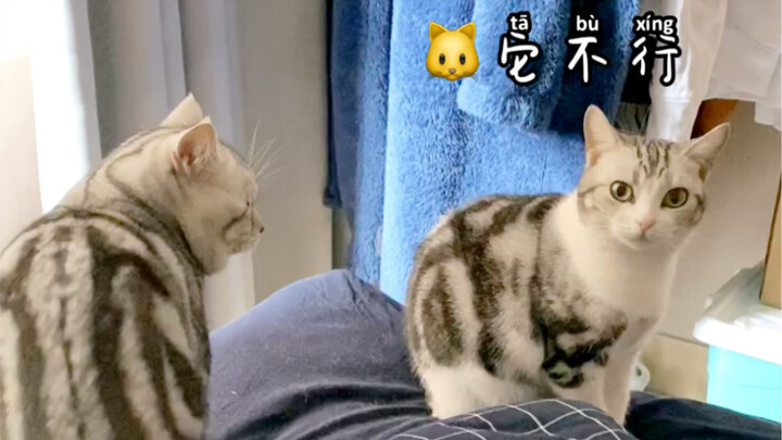 Little Tomcat: I heard you’ve been going around telling everyone I’m no good?