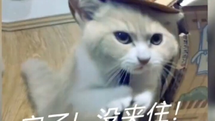 ماوماو: في تلك اللحظة لم أتمكن من الإمساك بها على الفور.