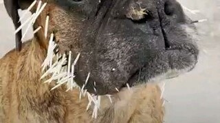 Porcupine Strikes To This Wonderful Dog