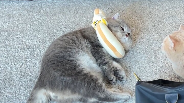 อาจเป็นปลิงทะเลที่น่าสงสารที่สุดที่ยังมีชีวิตอยู่ในโลก