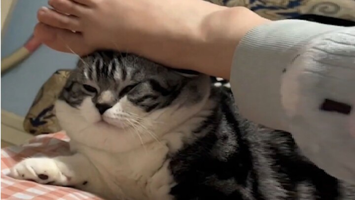 “My Clumsy Cat Parent and I”