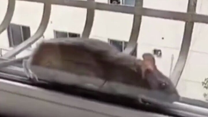 So here's the question: how on earth do you catch a mouse trapped between glass panes?