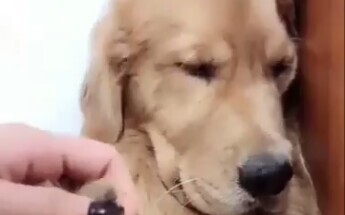 狗子:早打我不就完了吗？