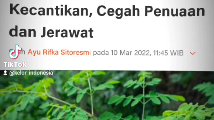 Janji ga beli kelor indonesia