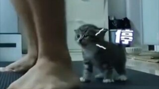 The kitten was hit on the head by its owner, and the kitten actively resisted