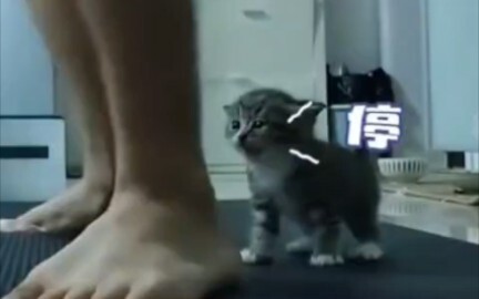 The kitten was hit on the head by its owner, and the kitten actively resisted
