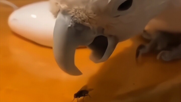 鹦鹉：这苍蝇怎么不按套路出牌？！🦜🪰😂