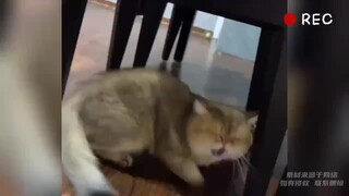 《搞笑睡姿：四脚朝天和抱团》