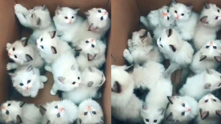 [Pet] That's a lot of kittens