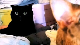 Xem xong video đừng dám cười, cuộc sống kỳ nghỉ của tôi và một chú mèo đen đúng là không ai bằng!