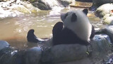 [Panda] เจ้าแพนด้านอนแช่น้ำสุดชิล