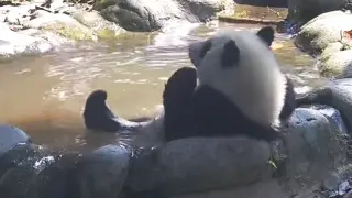 [Panda] Panda Bathing