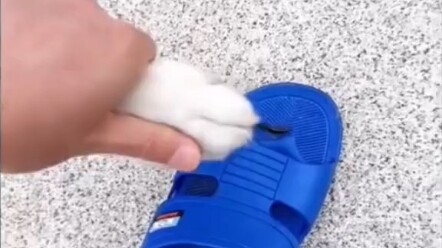 Husky: Sialan aku