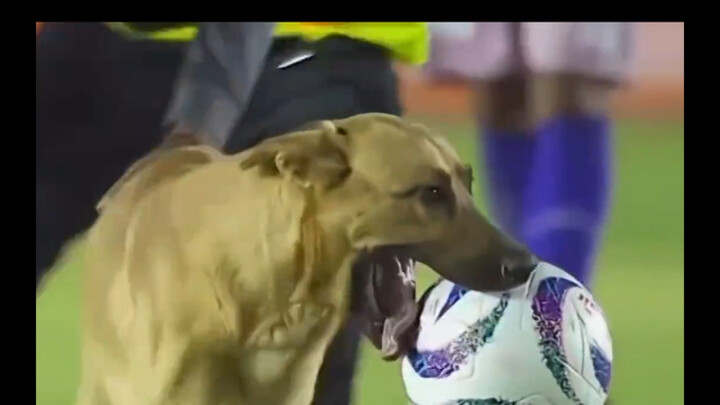 Seekor anjing tiba-tiba masuk ke lapangan saat pertandingan sepak bola berlangsung