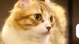 Perhatikan produk pajak IQ untuk memelihara kucing: krim nutrisi, tas kucing transparan, lisin, sara