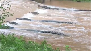 Hampir saja aku melewatinya sambil mengira itu batu bantalan
