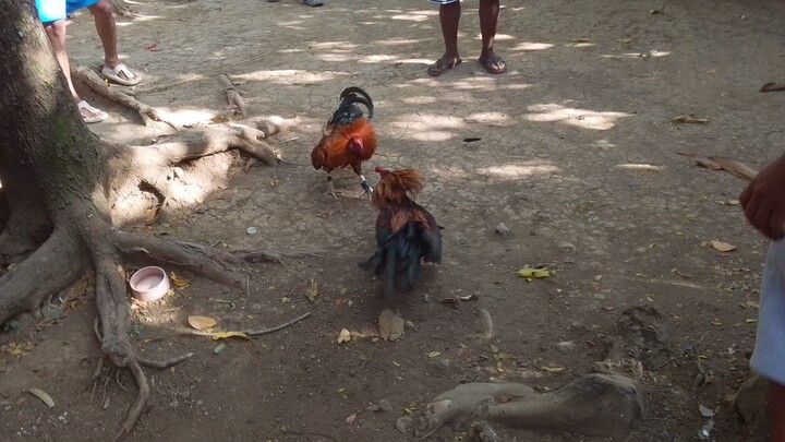 itchico malatuba wins...  iron beak users 1 week lang gamit...native vs SBR😅😅😅