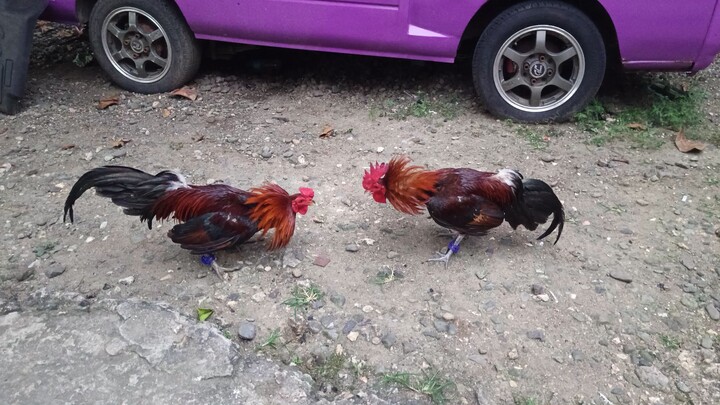 McLean Hatch VS McLean Hatch