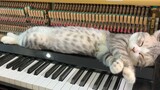 เมื่อมนุษย์กล่อมเจ้าเหมียว Haburu นอนด้วยเปียโน 