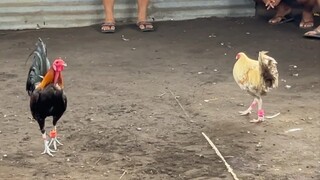 Tupada sa Daliao