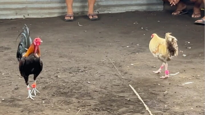 Tupada sa Daliao