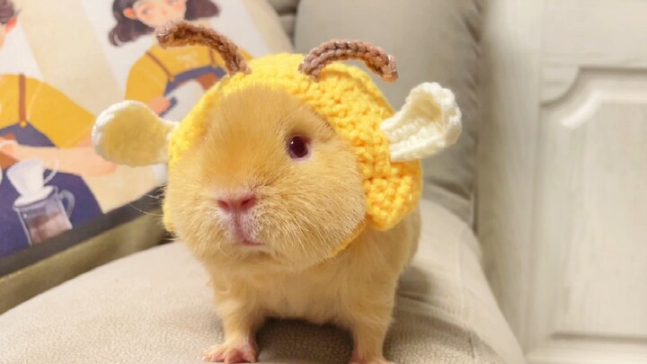 Just an ordinary little bee.