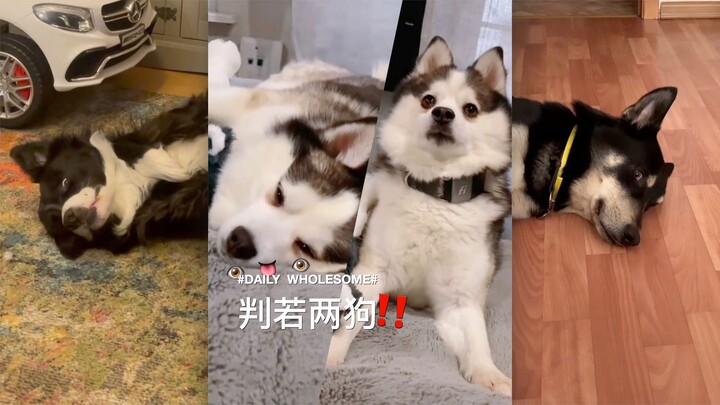 When the dog is drowsy, softly whisper his favorite words... 👁👅👁⁉️