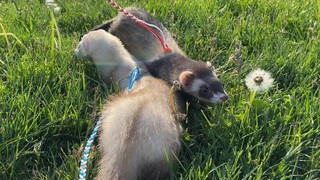 พังพอนเดินครั้งแรกในสวนสาธารณะ อบเชยและ Sassy