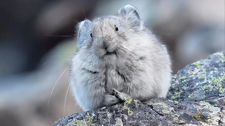 像个毛茸茸的土豆