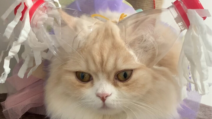 ทำให้แมวของฉันเป็นแฝด! ใส่แล้วไม่ต้องใส่กางเกงไทยก็ได้