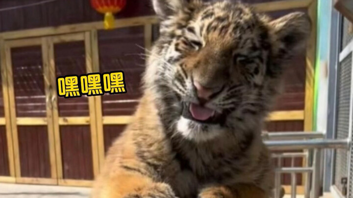 Northeast Golden Shorthair: The cutest little brain-axe in the world～