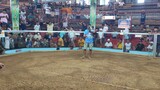 Pumpkin🐓P.Araojo Coliseum Catanduanes 2cock Ulutan 1st fight  [Lose]  April 19 2024