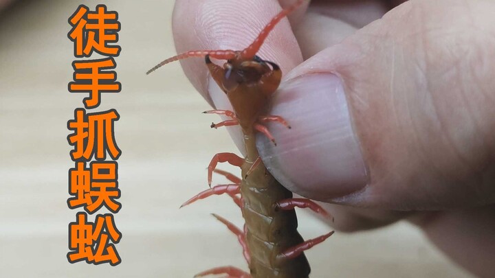Fulfilling the promise: catching a centipede with bare hands!