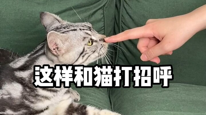 High-Quality Pickup Lines! Interactive Techniques to Quickly Win Over Cats