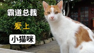 霸道总裁，爱上小猫咪