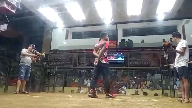 4stag darasa nov 22 3rd fight vs .BANTAY BAKOD DEC 22 4 COCK IBAAN.  WIN