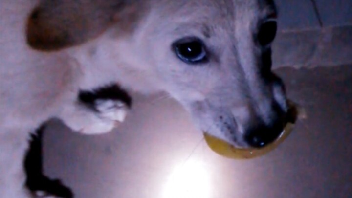 (Filmed during the summer vacation of 2015) One-year-old Xiaogouzi was caught by me sneaking a bite 