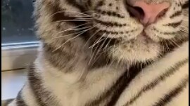Apakah macan ini tangguh?