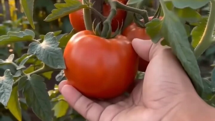 Picking Fresh Tomato 🍅 | Realistic Garden ASMR