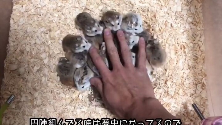 仓鼠大圆阵