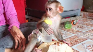 Mino monkey and the coconut juice