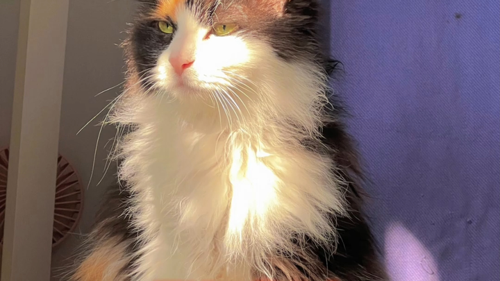 Cat: Why are you always staring at me? You want a beating, huh?