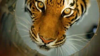 ไปเชิญจอมพลหวู่ซ่งแห่งเทียนเหอพร้อมกองกำลัง 800,000 นาย!