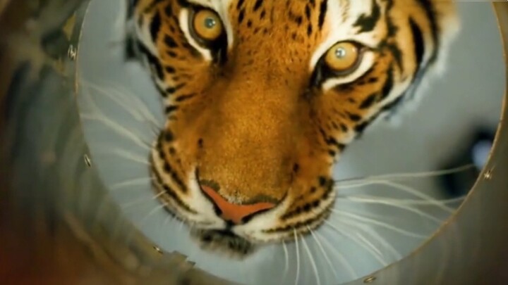 ไปเชิญจอมพลหวู่ซ่งแห่งเทียนเหอพร้อมกองกำลัง 800,000 นาย!