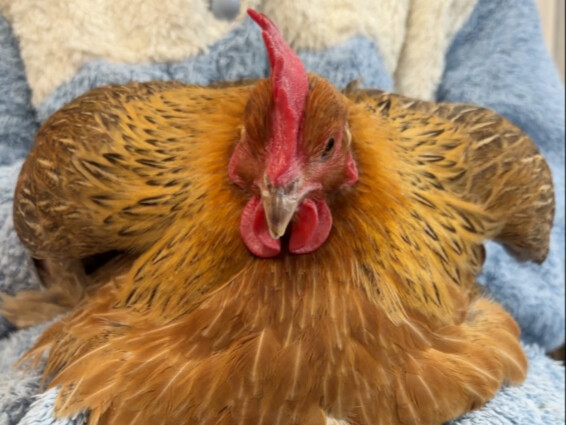 It's hard to explain to those who don't have a hand warmer.