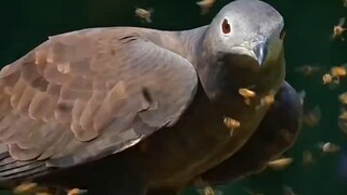 هذا النسر يشبه تمامًا اللصوص والقراصنة!