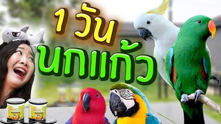 1 วัน กับนกแก้ว วุ่นวายแค่ไหน??  EP.234