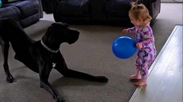 Anjing Besar: Tuan baru belikan aku mainan makhluk dua kaki kecil, seru banget!