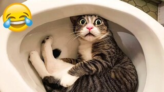 When you have a 200 IQ cat 😂 New funny animal videos 2024 😅