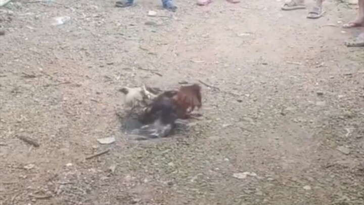 Champion nakalaban ni abuhin (bulag kaliwa)